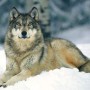 beauwolf