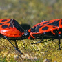 BODOBÁCS
