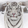 OrHe