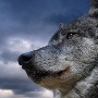 wolfiria wolfiria