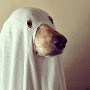 ghost_dog ghost_dog