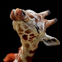 Giraffe69