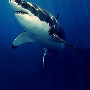 Sharkman