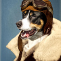 DerHund