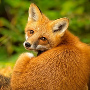 foxie