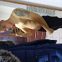 Patrik33