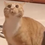 HankiPank1