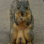 squirrelsex69