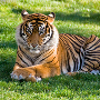 Tigris111 Tigris111