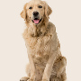 Simon_Golden