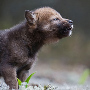 wolfchild23