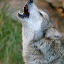 wolfpack
