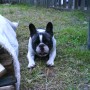 Chicho