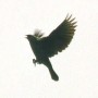 Blackbird64 Blackbird64
