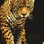 rr1
