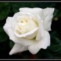 whiterose