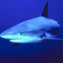 Blueshark