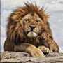 Lion King