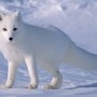 polarme
