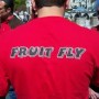 Fruit_fly