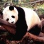 PandaMaci